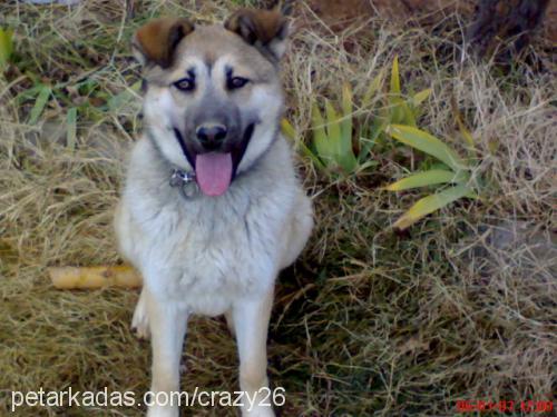 lady Dişi Alman Çoban Köpeği