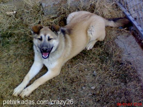 lady Dişi Alman Çoban Köpeği