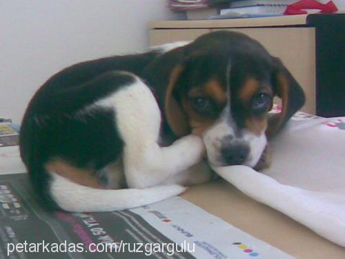 badem Dişi Beagle