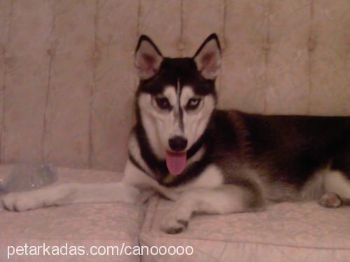 canooooo Dişi Sibirya Kurdu (Husky)