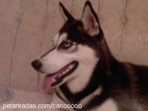 canooooo Dişi Sibirya Kurdu (Husky)