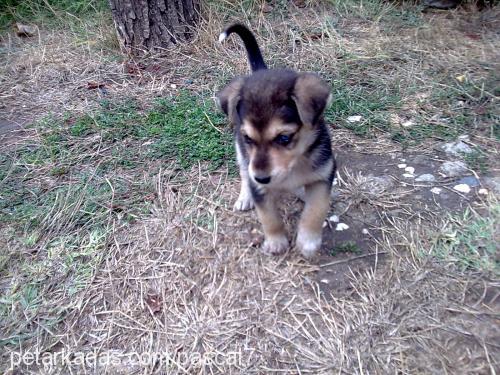 pascal Erkek Sibirya Kurdu (Husky)