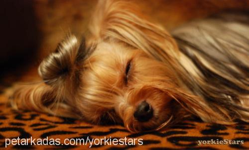 freya Dişi Yorkshire Terrier