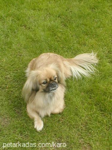 lady Dişi Pekingese