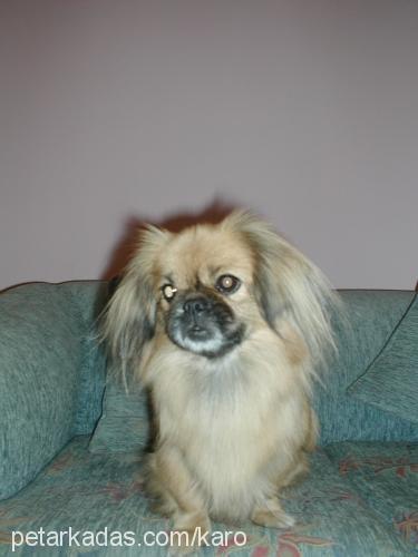 lady Dişi Pekingese