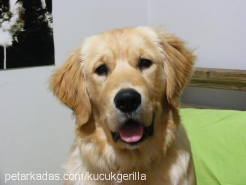 robin Erkek Golden Retriever