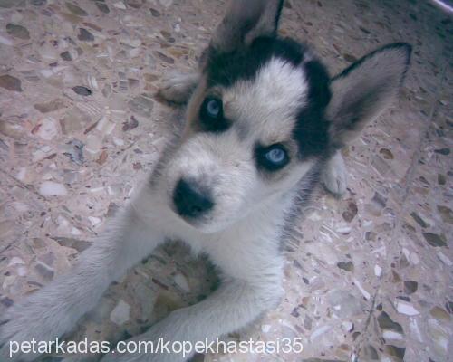 maya Dişi Sibirya Kurdu (Husky)