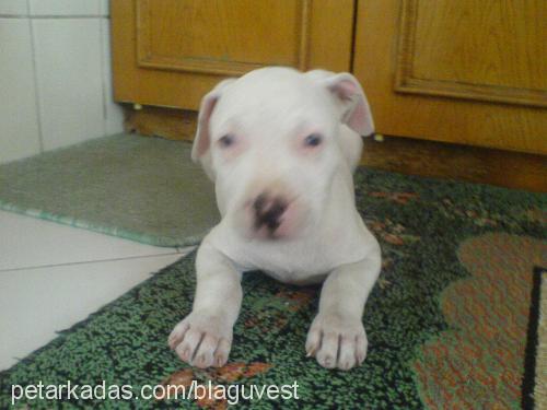 rex Erkek Amerikan Staffordshire Terrier