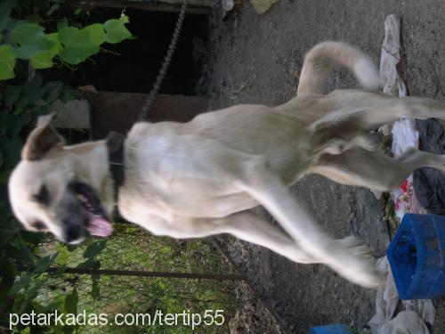 duman Erkek Kangal