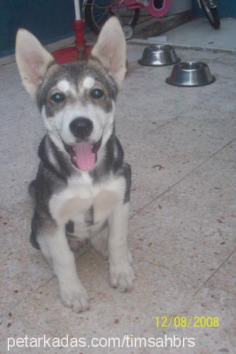 racky Erkek Sibirya Kurdu (Husky)