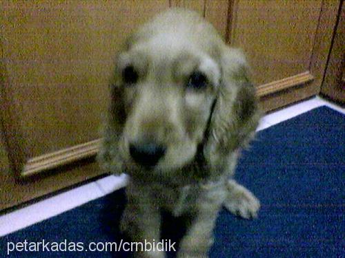 bıdıkk Erkek Amerikan Cocker Spaniel