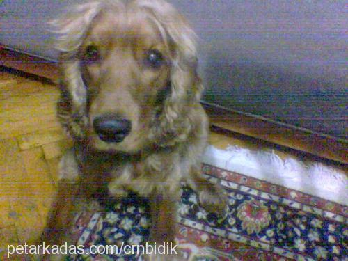 bıdıkk Erkek Amerikan Cocker Spaniel