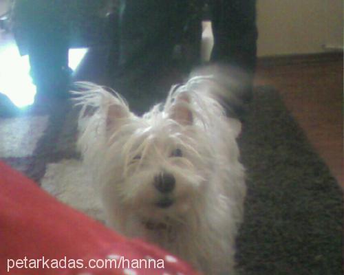 liza Dişi West Highland White Terrier