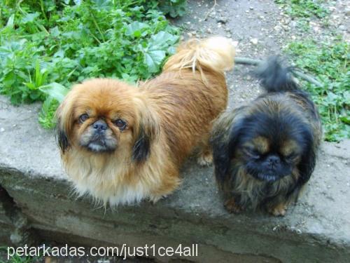 nicky Dişi Pekingese