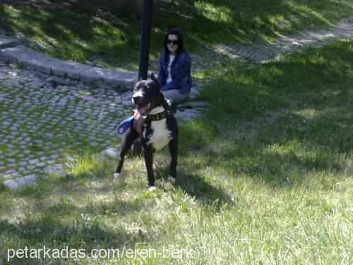 boss Erkek Amerikan Staffordshire Terrier