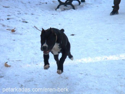 boss Erkek Amerikan Staffordshire Terrier