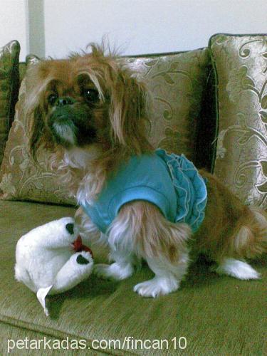 fincan Erkek Pekingese