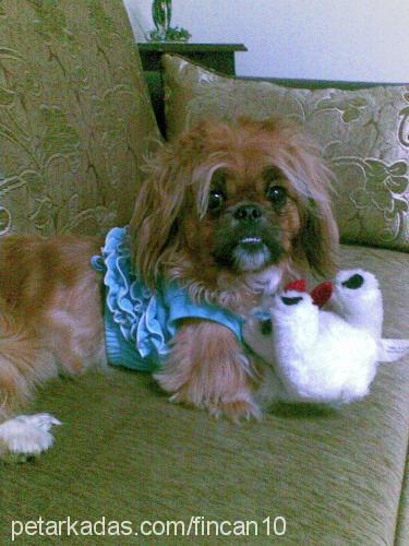 fincan Erkek Pekingese