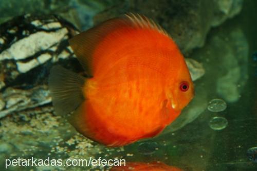 discus Bilinmiyor 