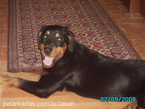 ruj Dişi Rottweiler