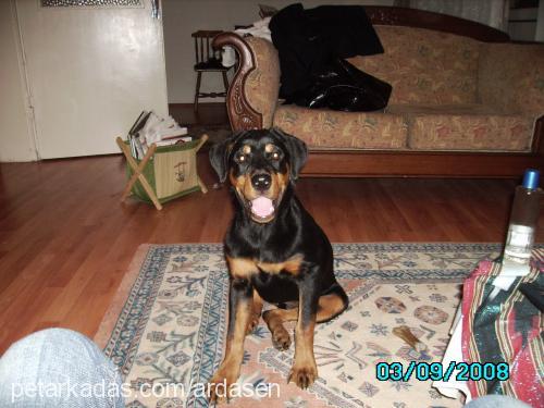 ruj Dişi Rottweiler