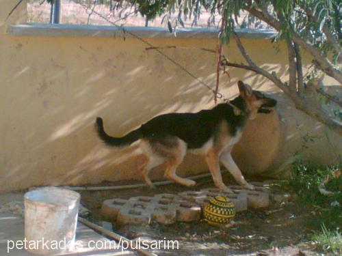 george Erkek Alman Çoban Köpeği