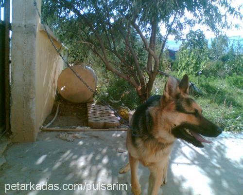 george Erkek Alman Çoban Köpeği