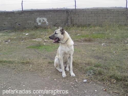 barut ve diğerl Erkek Rottweiler