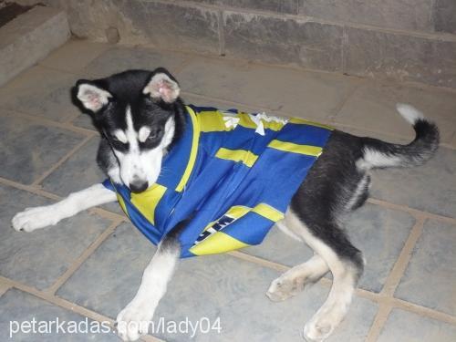 lady Dişi Sibirya Kurdu (Husky)