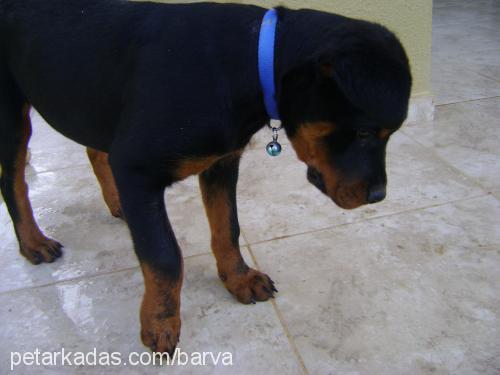 barva Erkek Rottweiler