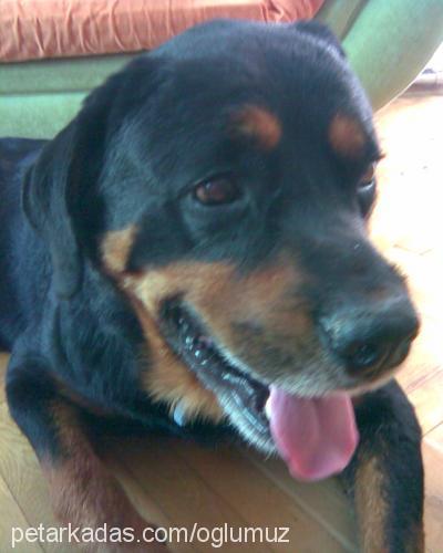 tİger Erkek Rottweiler