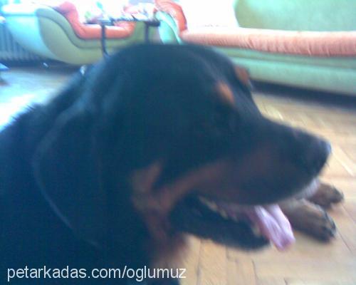 tİger Erkek Rottweiler