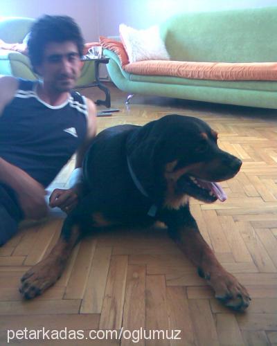 tİger Erkek Rottweiler