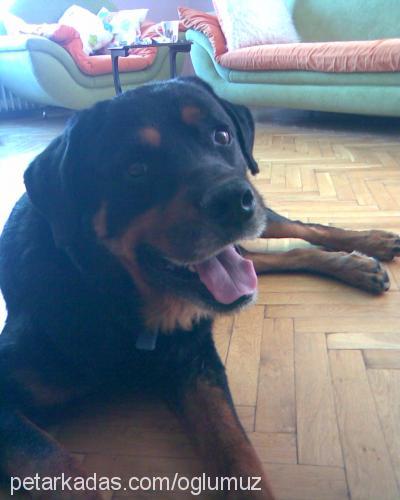 tİger Erkek Rottweiler