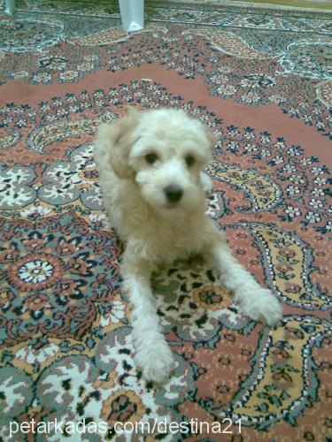 balim Dişi Poodle (Minyatür Kaniş)