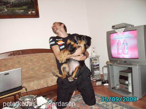 ruj Dişi Rottweiler