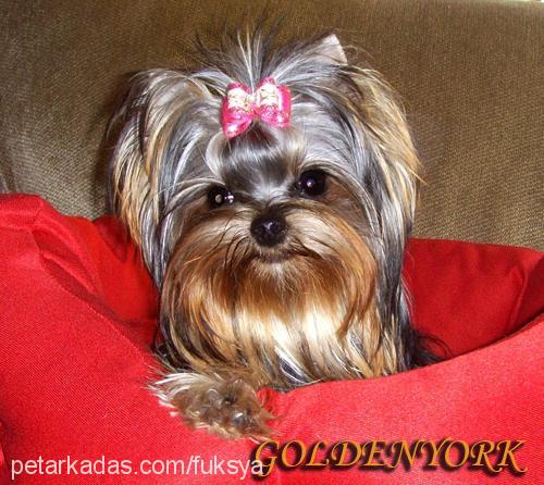 İsadora Dişi Yorkshire Terrier