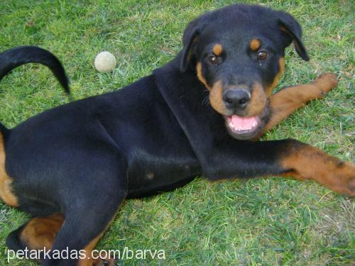 barva Erkek Rottweiler