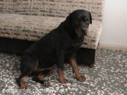 liza Dişi Rottweiler