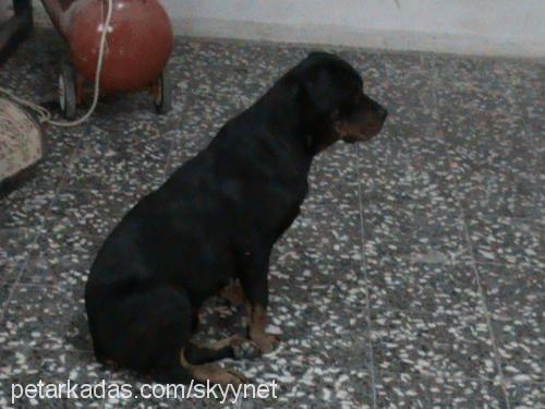 liza Dişi Rottweiler