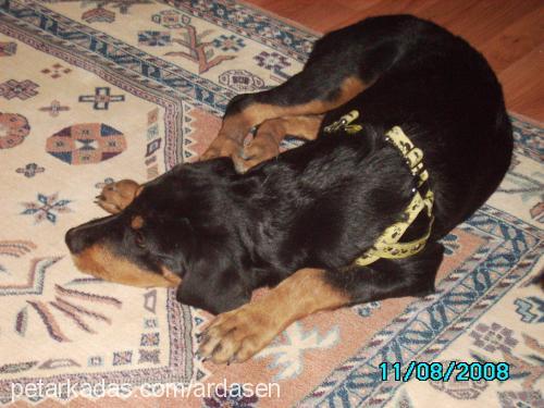 ruj Dişi Rottweiler