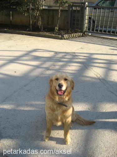 aksel Erkek Golden Retriever