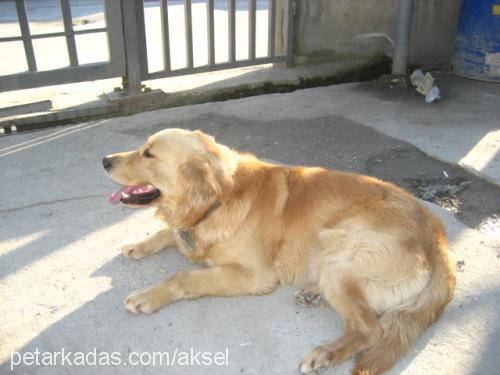 aksel Erkek Golden Retriever