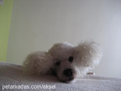 zıpzıp Dişi Poodle (Minyatür Kaniş)