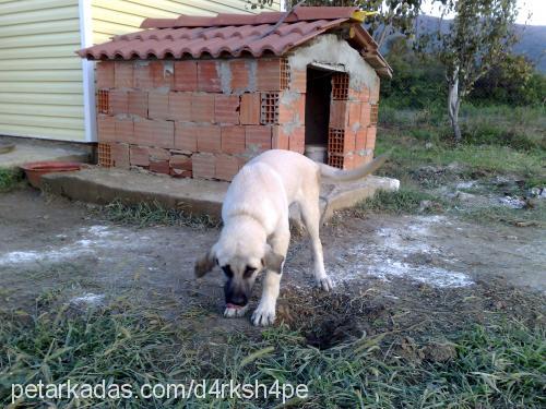 herkül Erkek Kangal