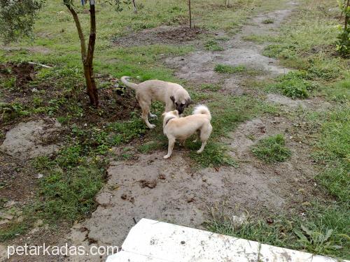 pamuk Erkek Kars Çoban Köpeği