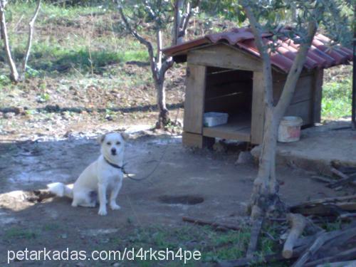 pamuk Erkek Kars Çoban Köpeği