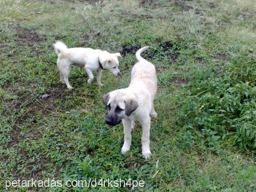 pamuk Erkek Kars Çoban Köpeği