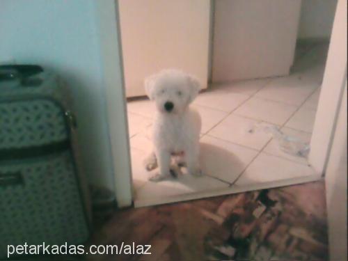 zuzu Erkek Bichon Frise