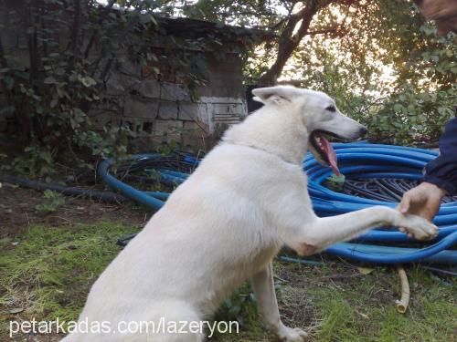 pars Erkek Alman Çoban Köpeği